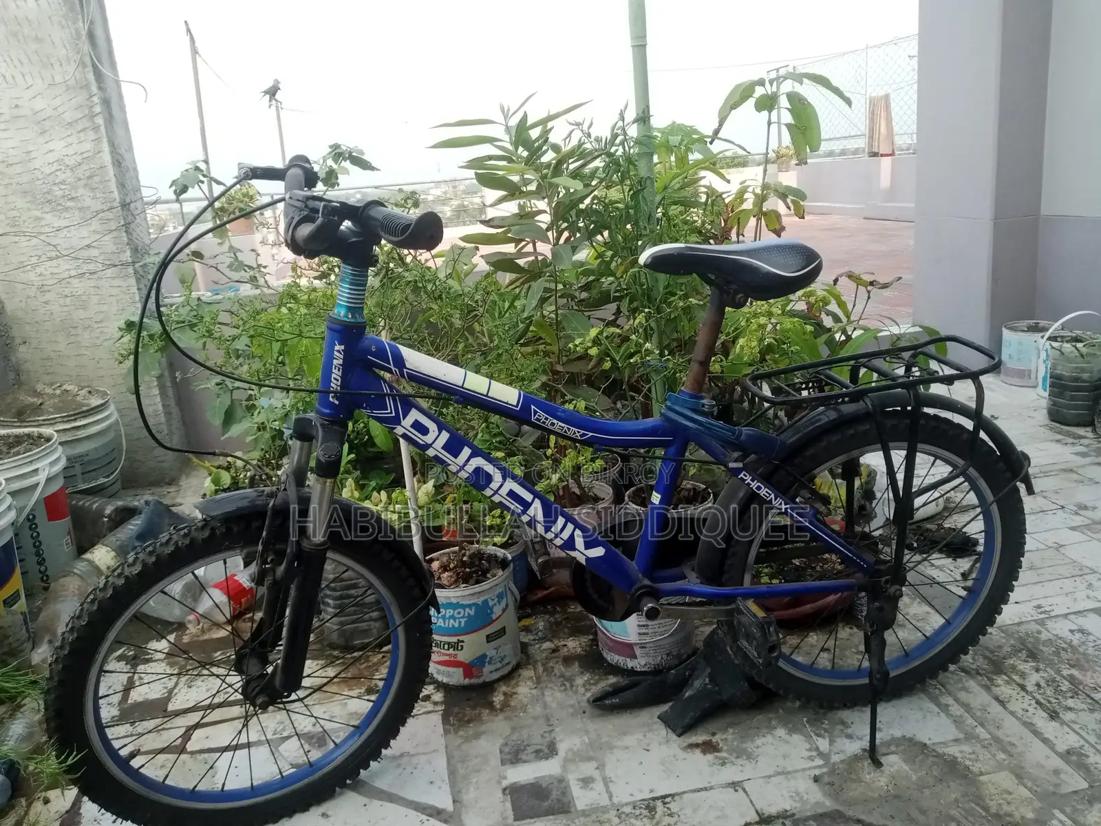 Phoenix Bicycle for Sale