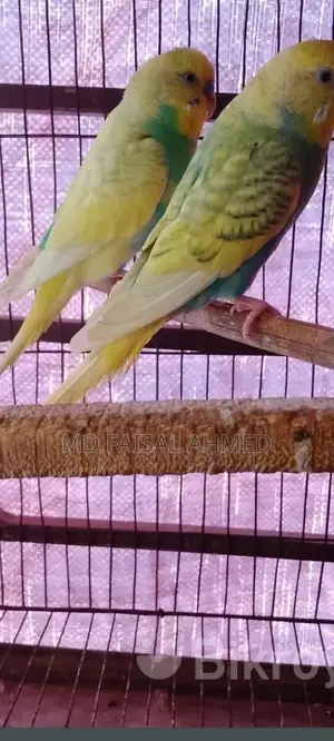 Budgie Birds