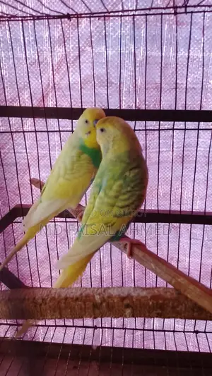 Budgie Birds