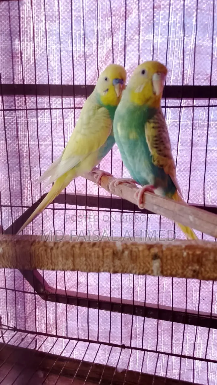 Budgie Birds