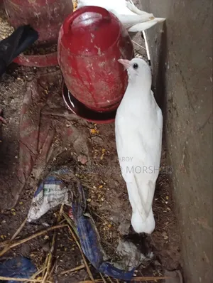 Running Pigeons for Sale