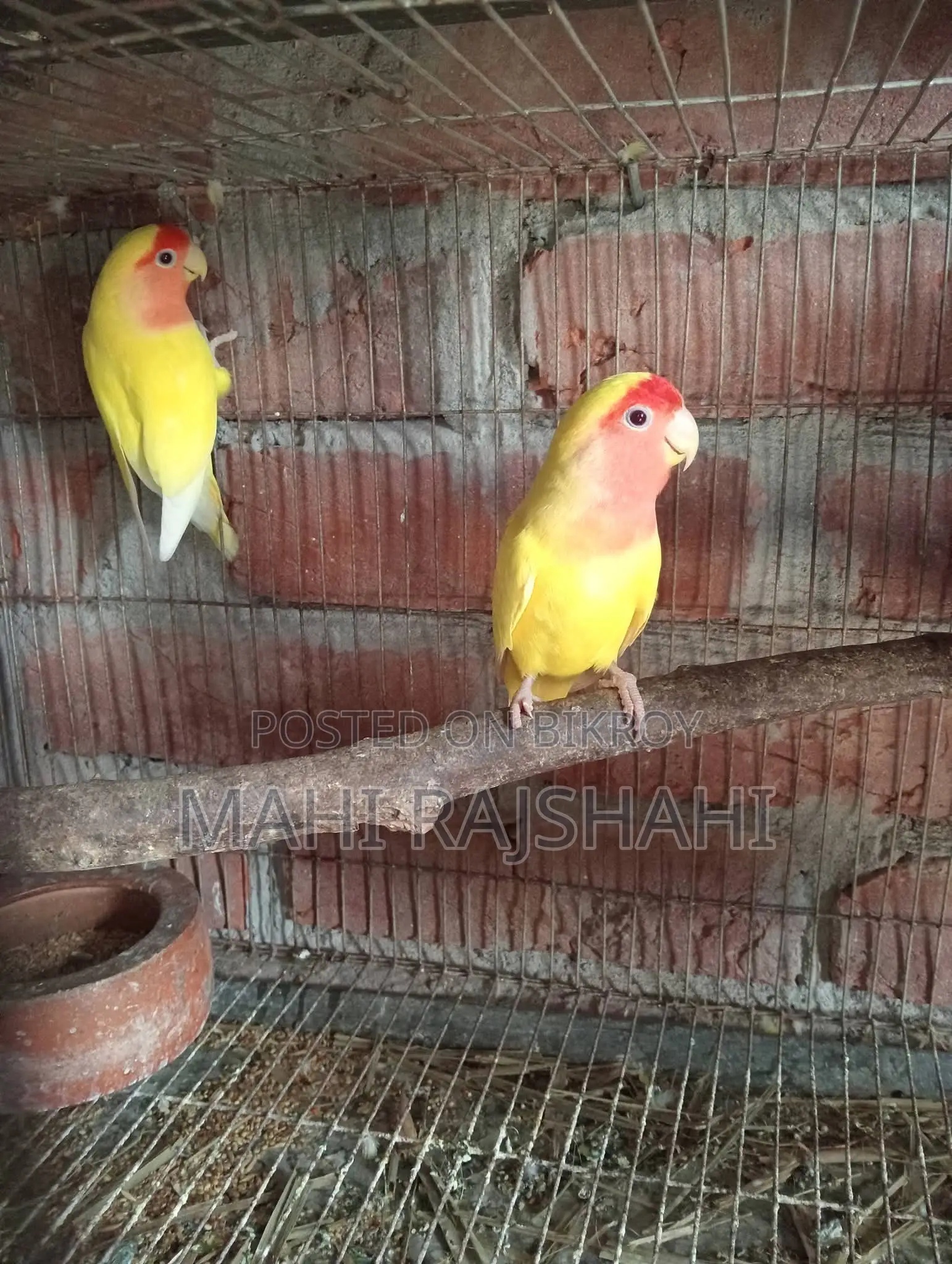 Running Lovebird