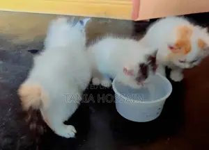 ৪৫ দিন বয়স পার্শিয়ান বিড়ালের বাচ্চা