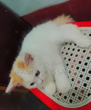 ৪৫ দিন বয়স পার্শিয়ান বিড়ালের বাচ্চা