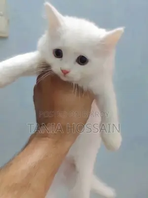 ৪৫ দিন বয়স পার্শিয়ান বিড়ালের বাচ্চা