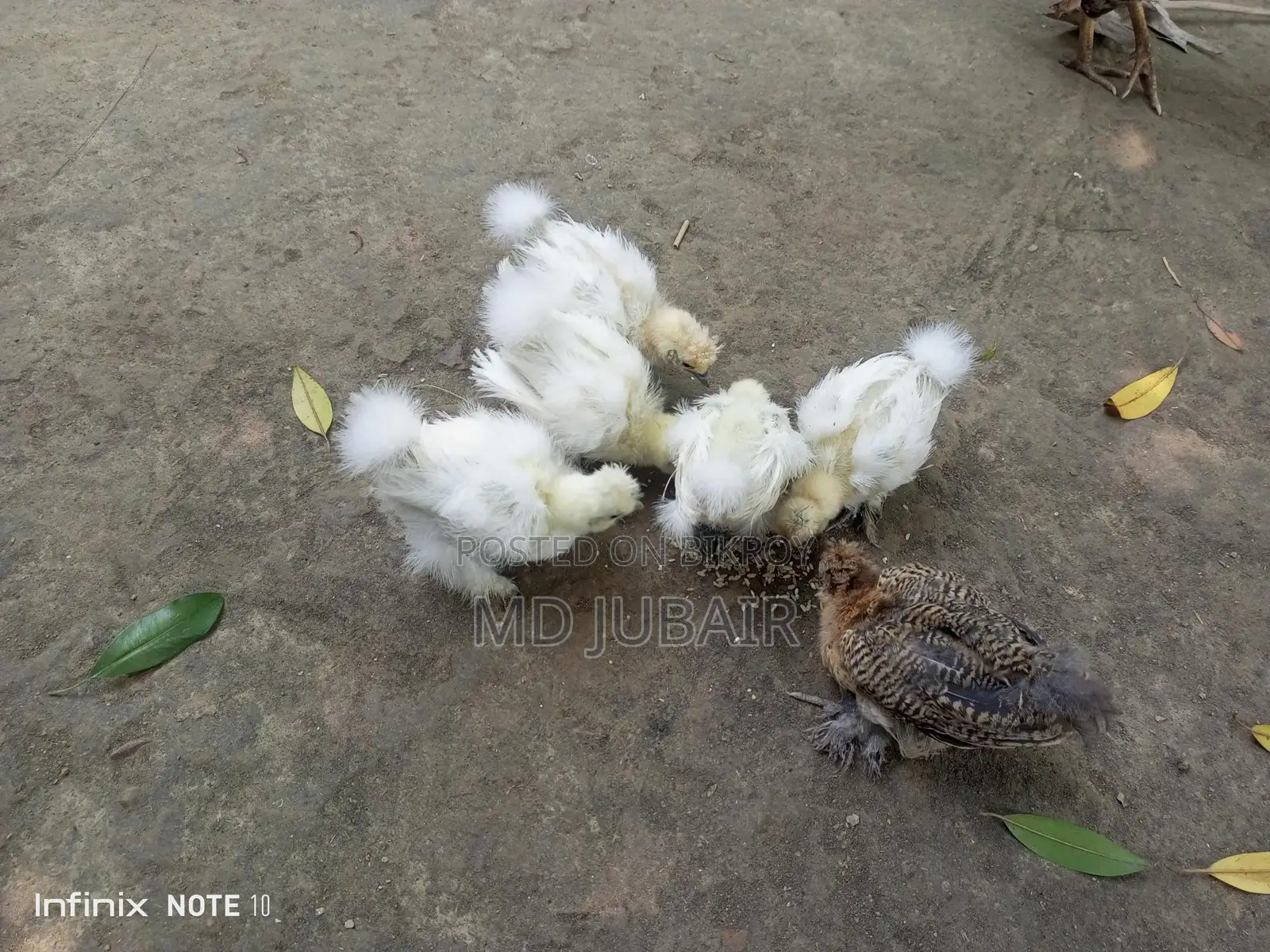 ডলফেস সিল্কি বাচ্চা