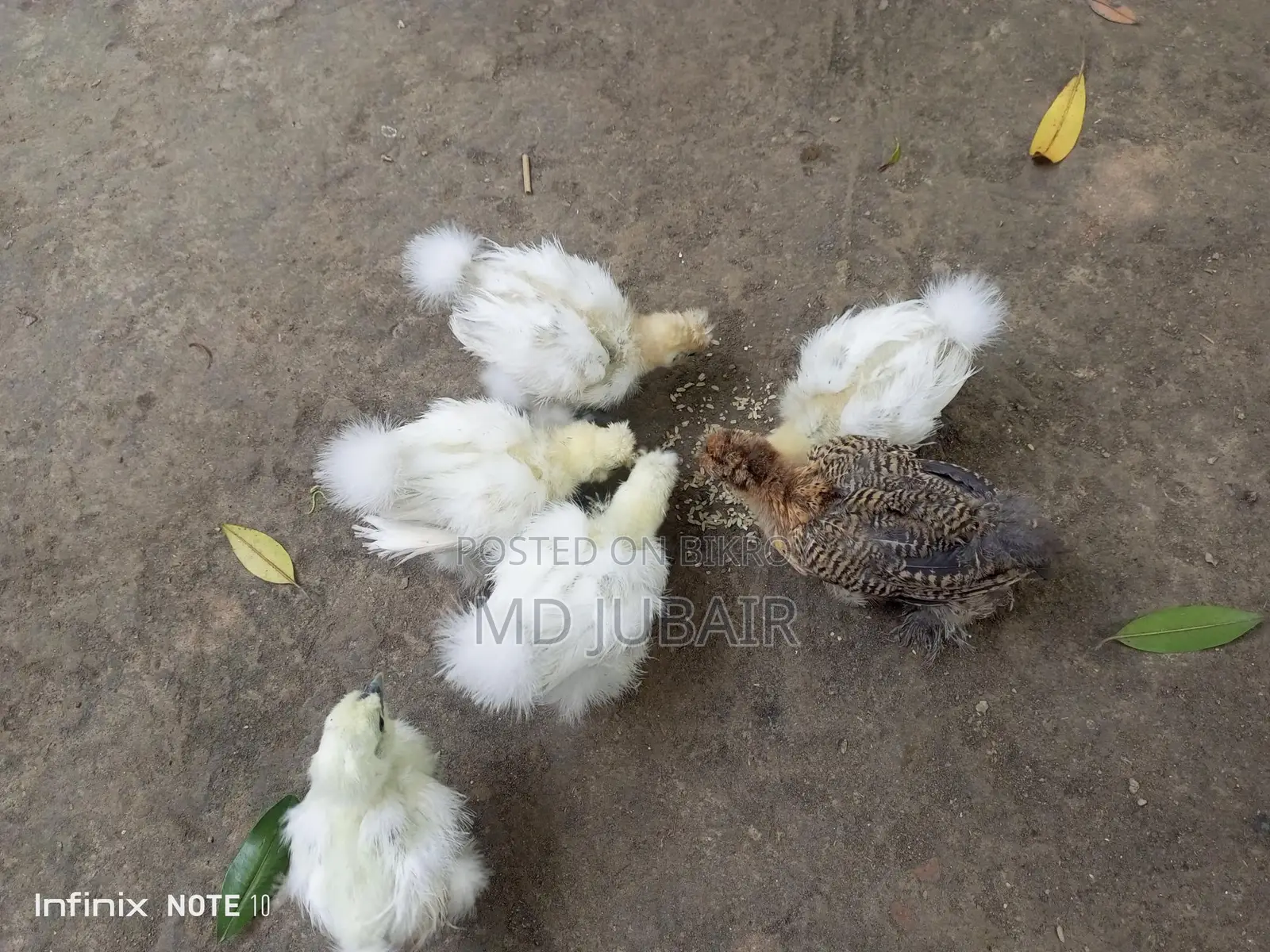 ডলফেস সিল্কি বাচ্চা