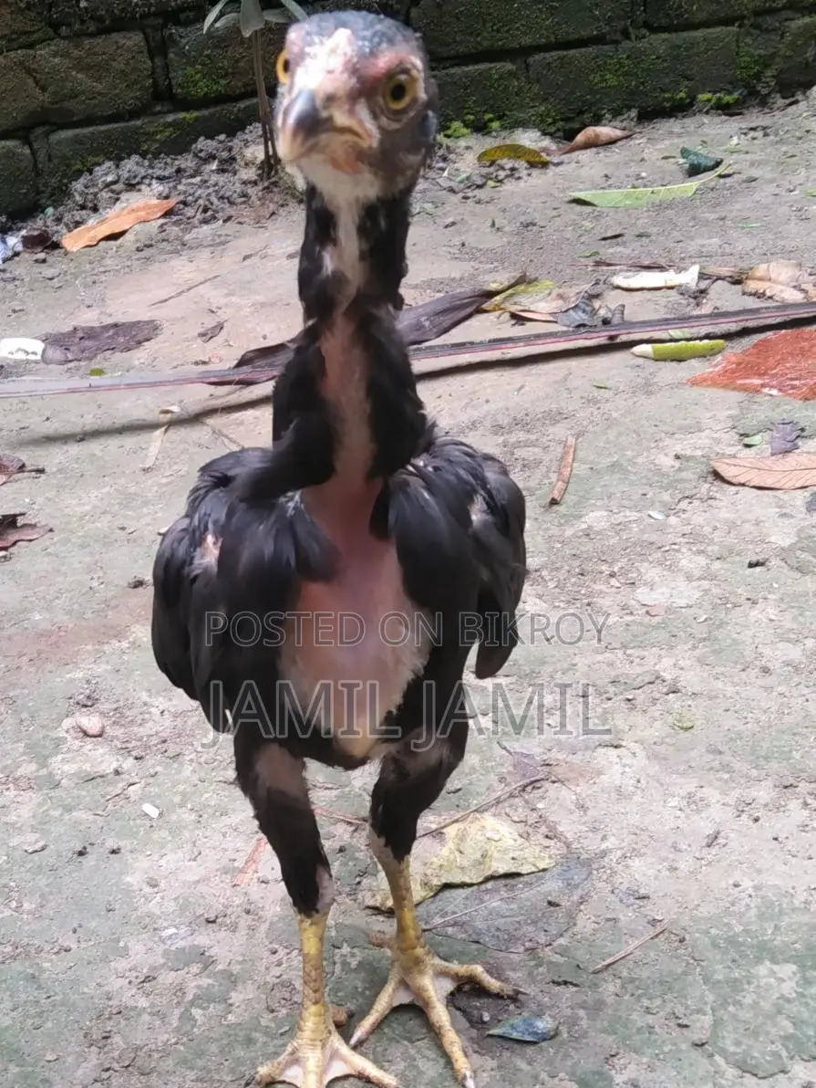 সরালি মুরুগের বাচ্চা