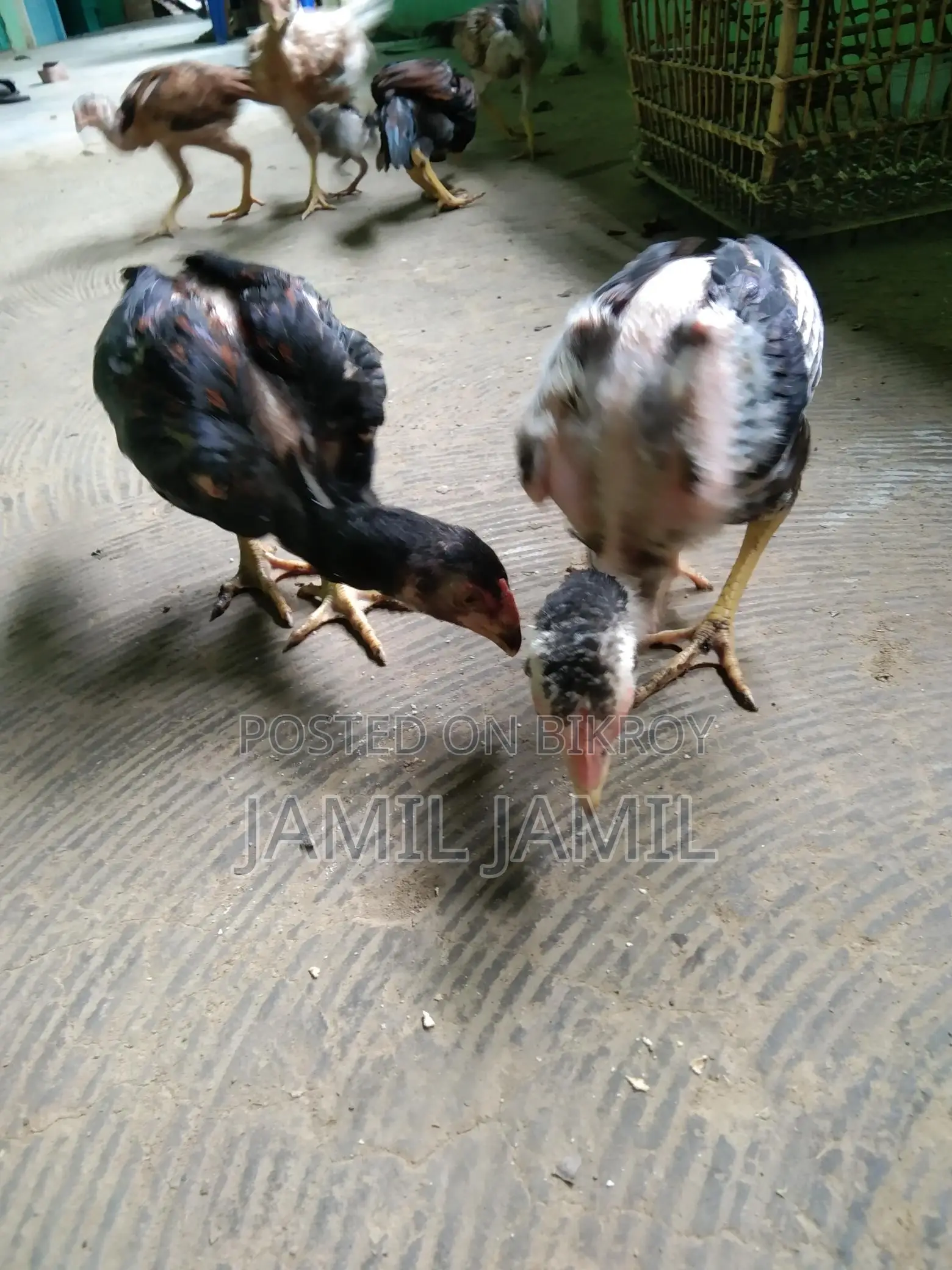 সরালি মুরুগের বাচ্চা