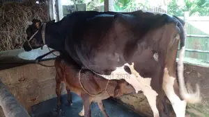 ১১৮৬নং গাভী কিনুন ভালো জাতের ।