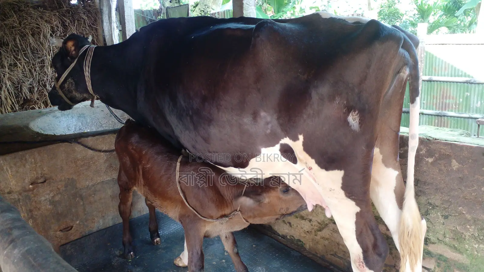 Buy High-Quality Cow #1186