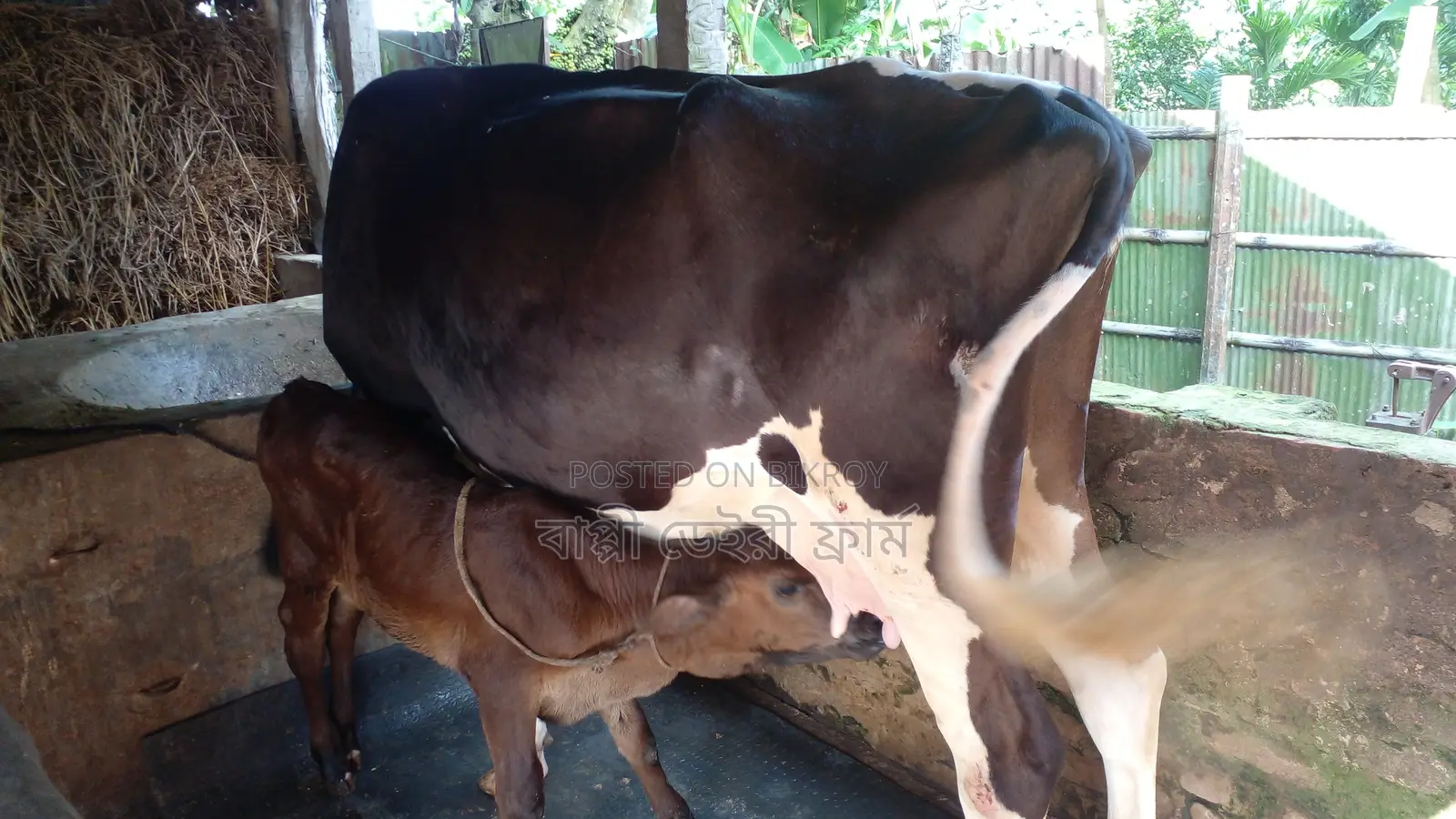 Buy High-Quality Cow #1186