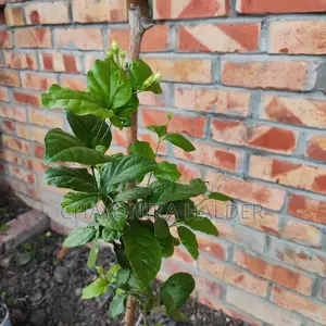 Jasmine Plant