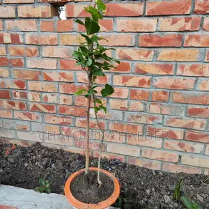 Jasmine Plant