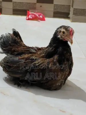 Colombian Brahma Chicken
