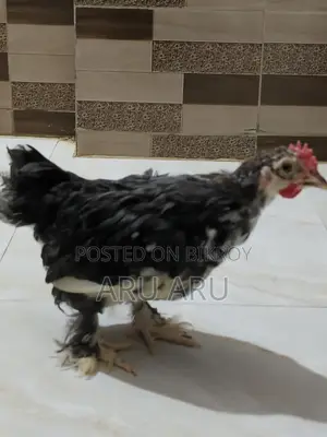 Colombian Brahma Chicken