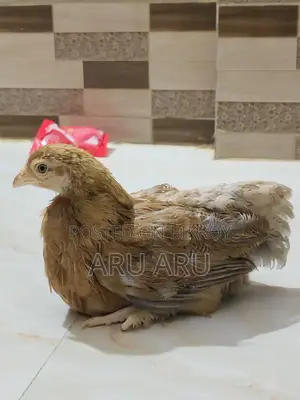 Colombian Brahma Chicken