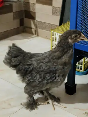 Colombian Brahma Chicken