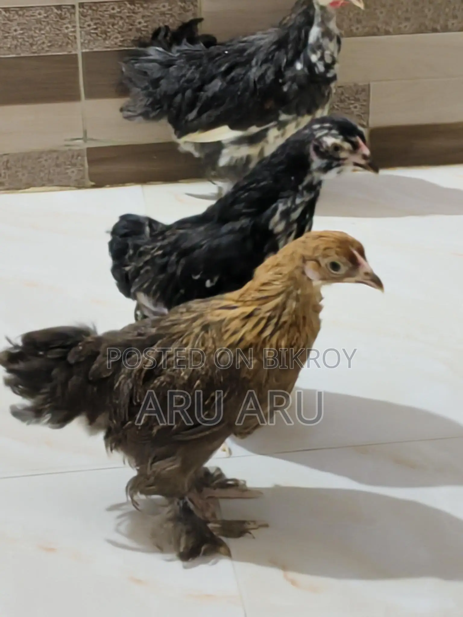 Colombian Brahma Chicken