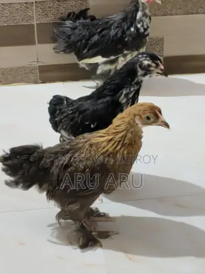 Colombian Brahma Chicken