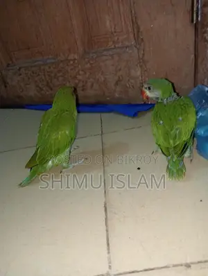 Two Parrots for Sale