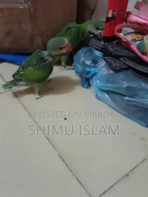 Two Parrots for Sale