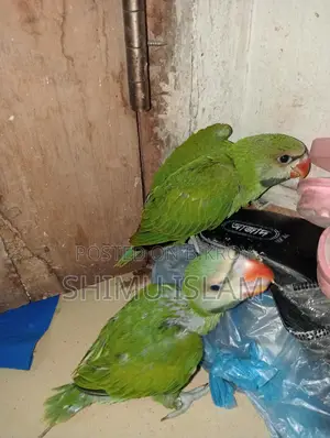 Two Parrots for Sale