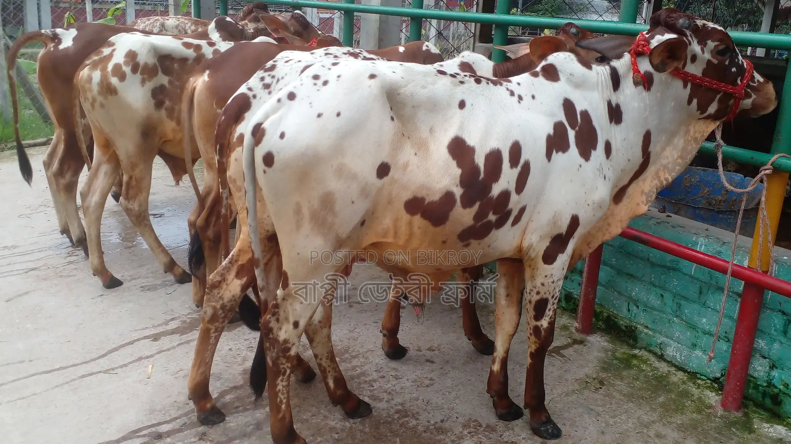 Buy 5 selected bull calves no. 1207.