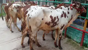 ১২০৭ নং বাছাইকৃত ৫টি এড়ে ষাঁড় বাছুর কিনুন।
