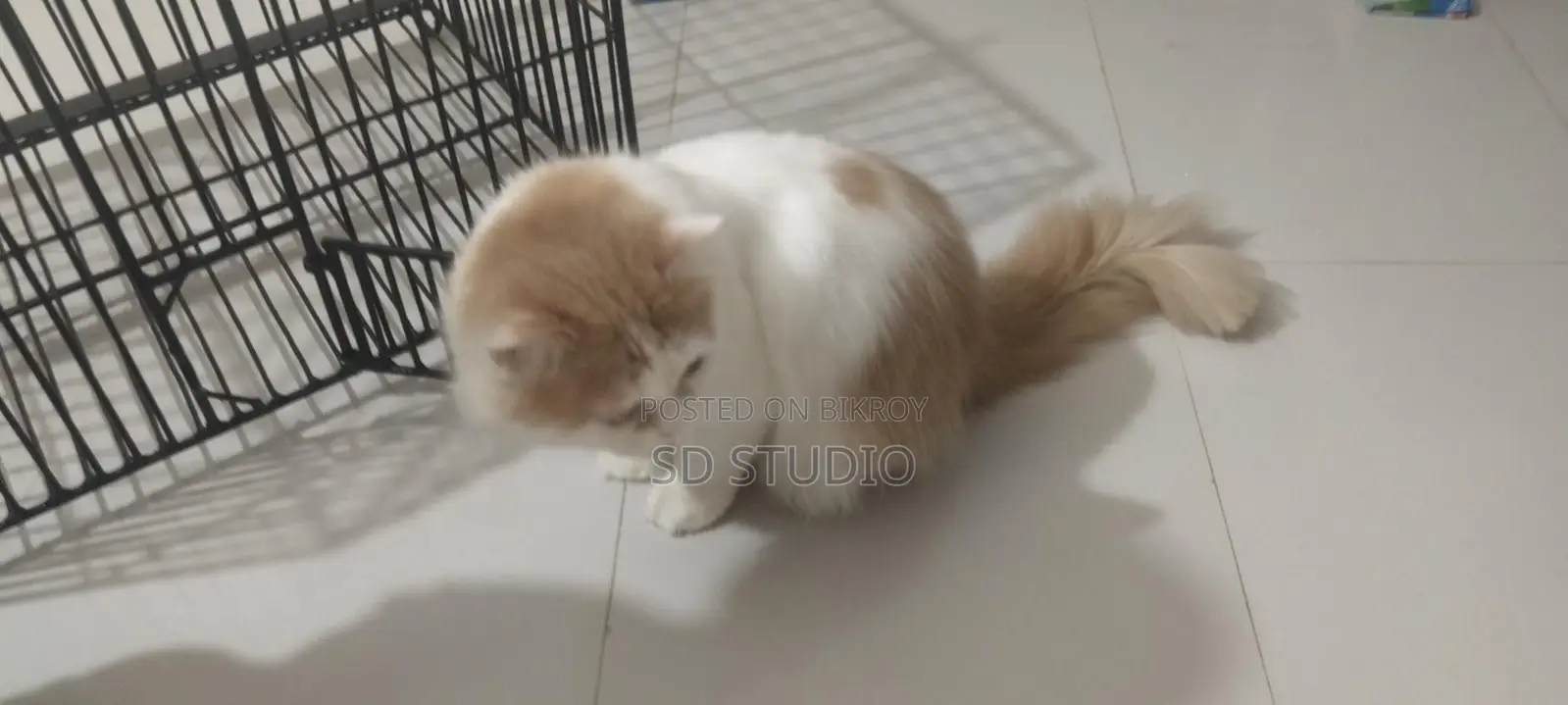 Persian Cat