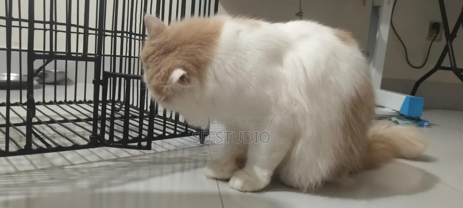 Persian Cat