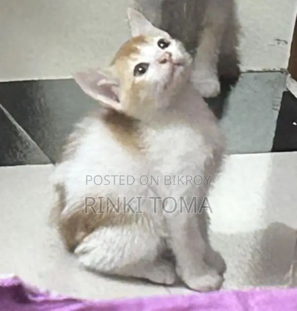 বিনামূল্যে দত্তক নেওয়ার জন্য
