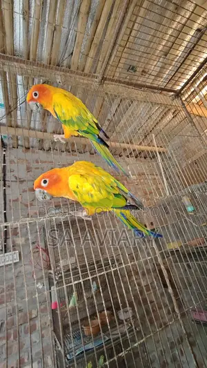 Sun Conure - সানকুনুর