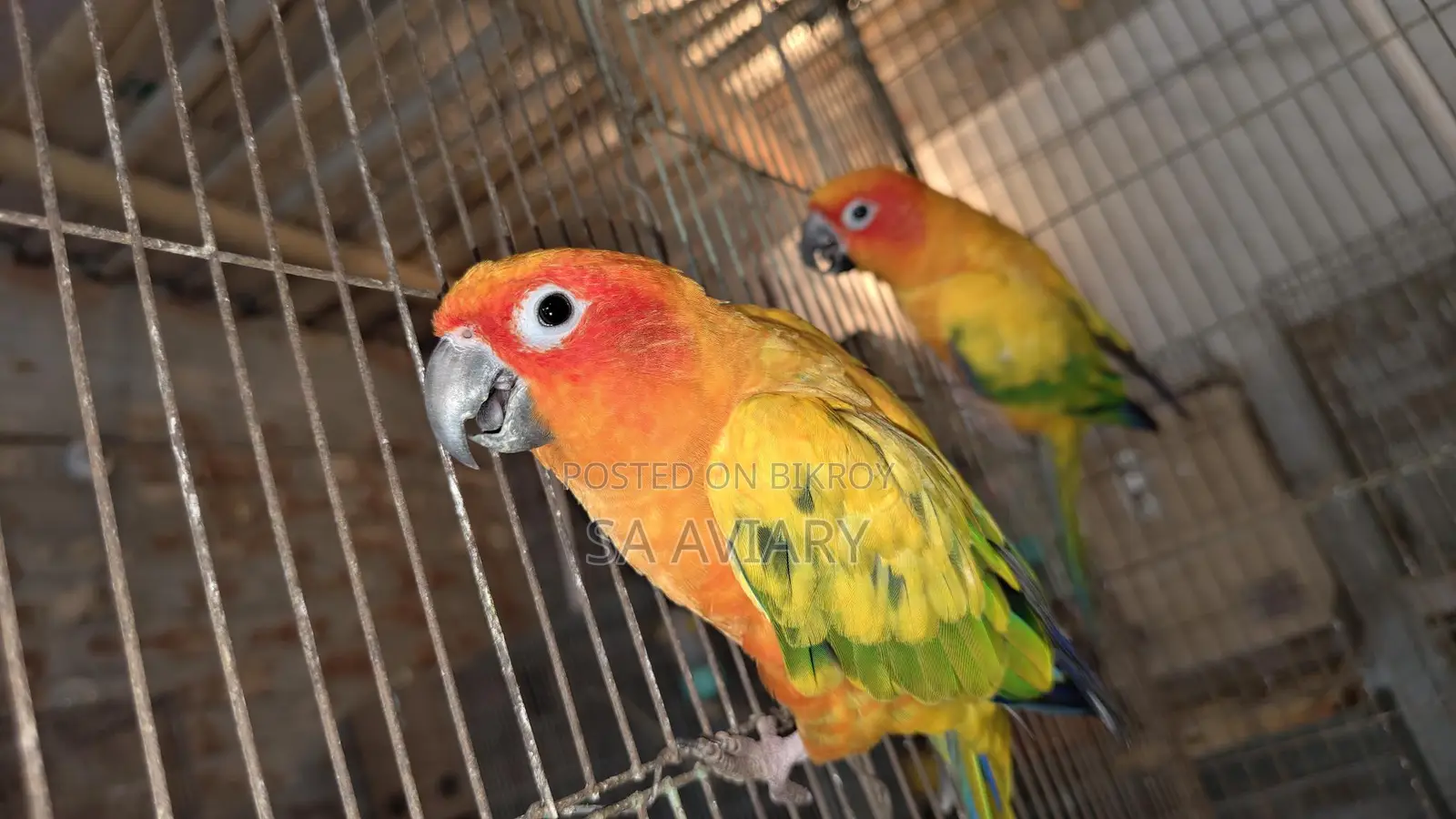 Sun Conure - সানকুনুর