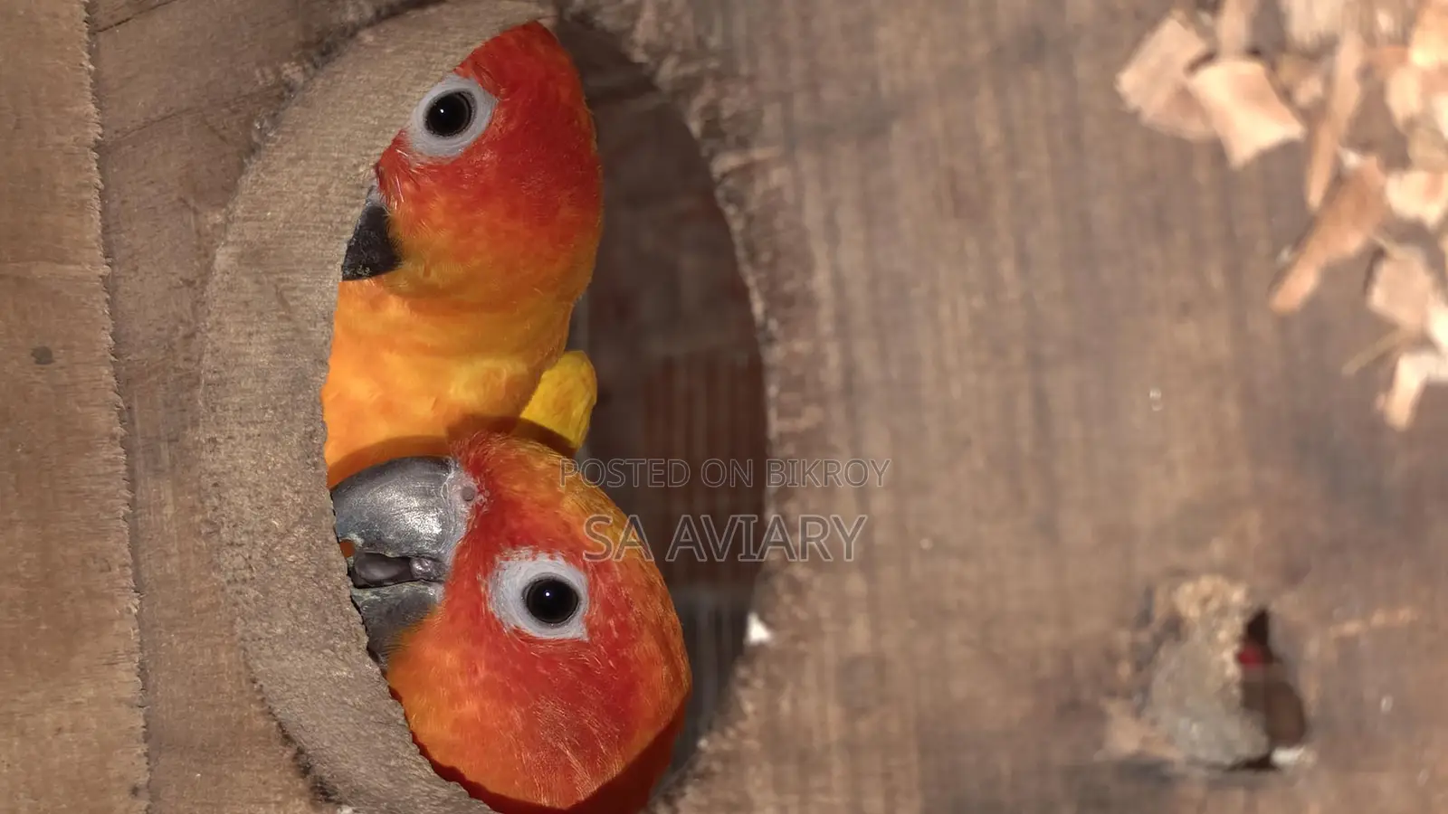 Sun Conure - সানকুনুর
