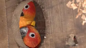 Sun Conure - সানকুনুর