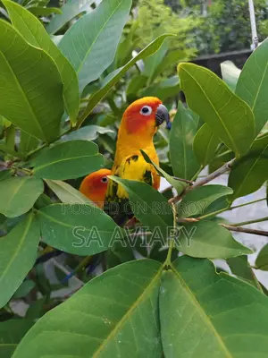 Sun Conure - সানকুনুর