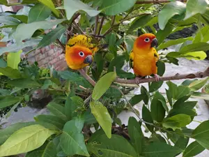 Sun Conure - সানকুনুর