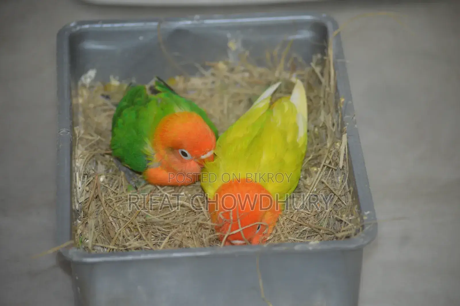 Love Bird Hand Feed Baby
