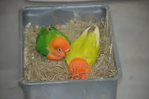Love Bird Hand Feed Baby