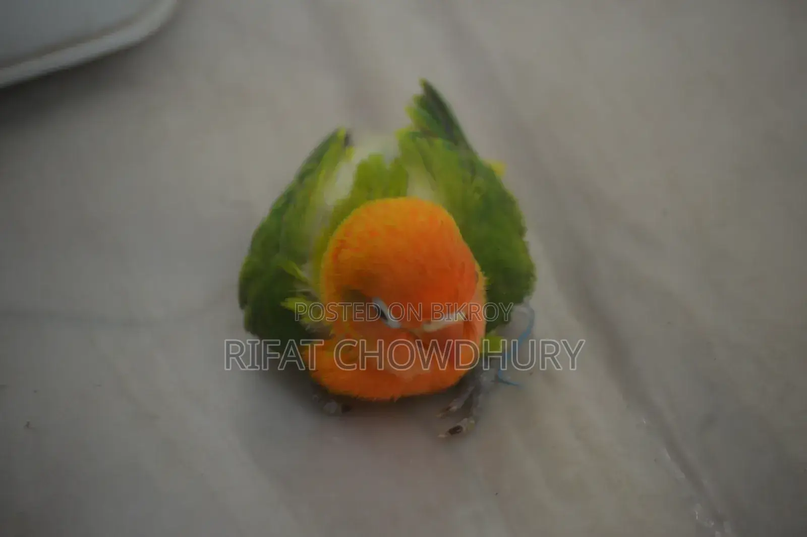 Love Bird Hand Feed Baby
