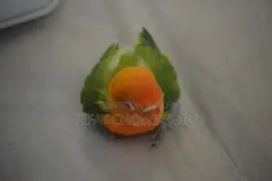 Love Bird Hand Feed Baby