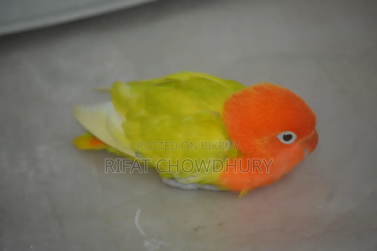 Love Bird Hand Feed Baby