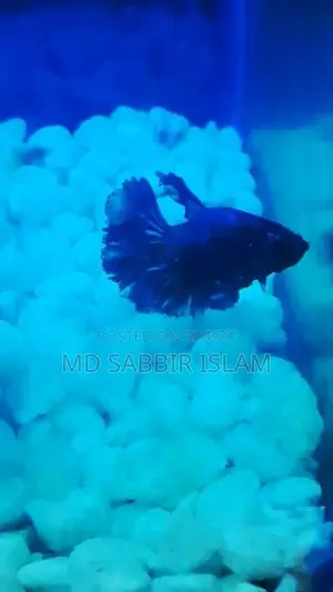 Royal Blue Halfmoon Betta
