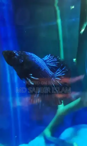 Royal Blue Halfmoon Betta