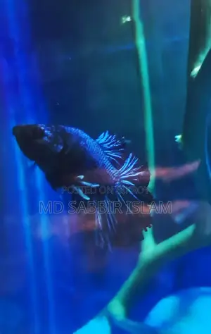 Royal Blue Halfmoon Betta