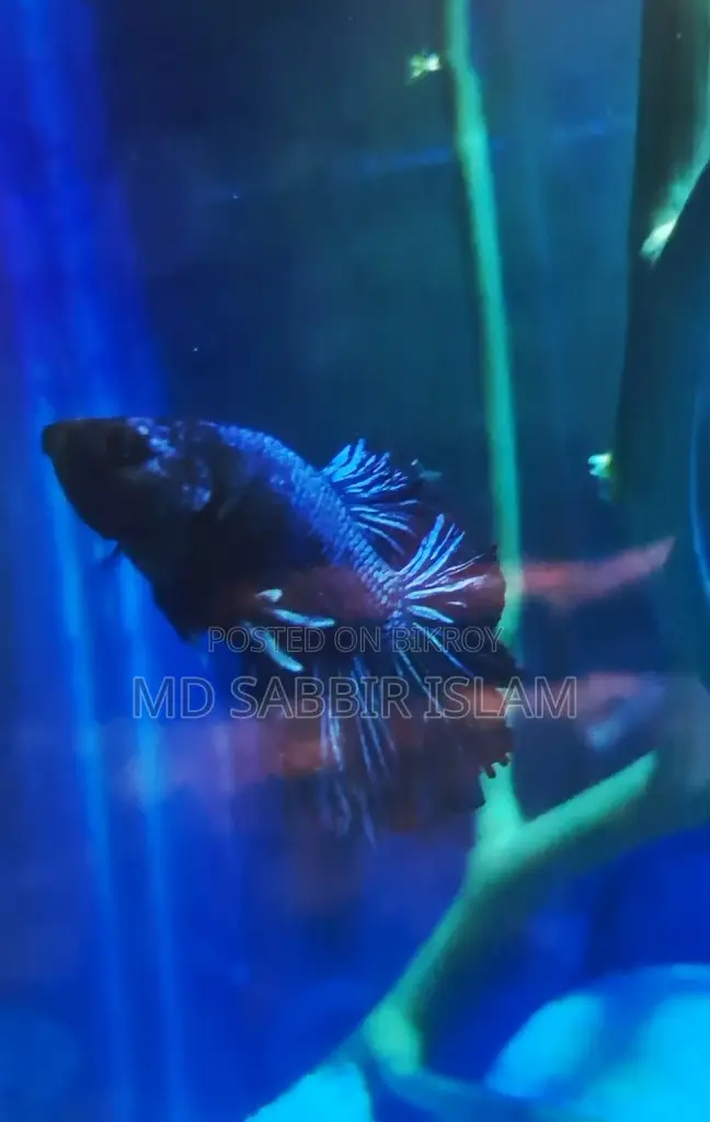 Royal Blue Halfmoon Betta