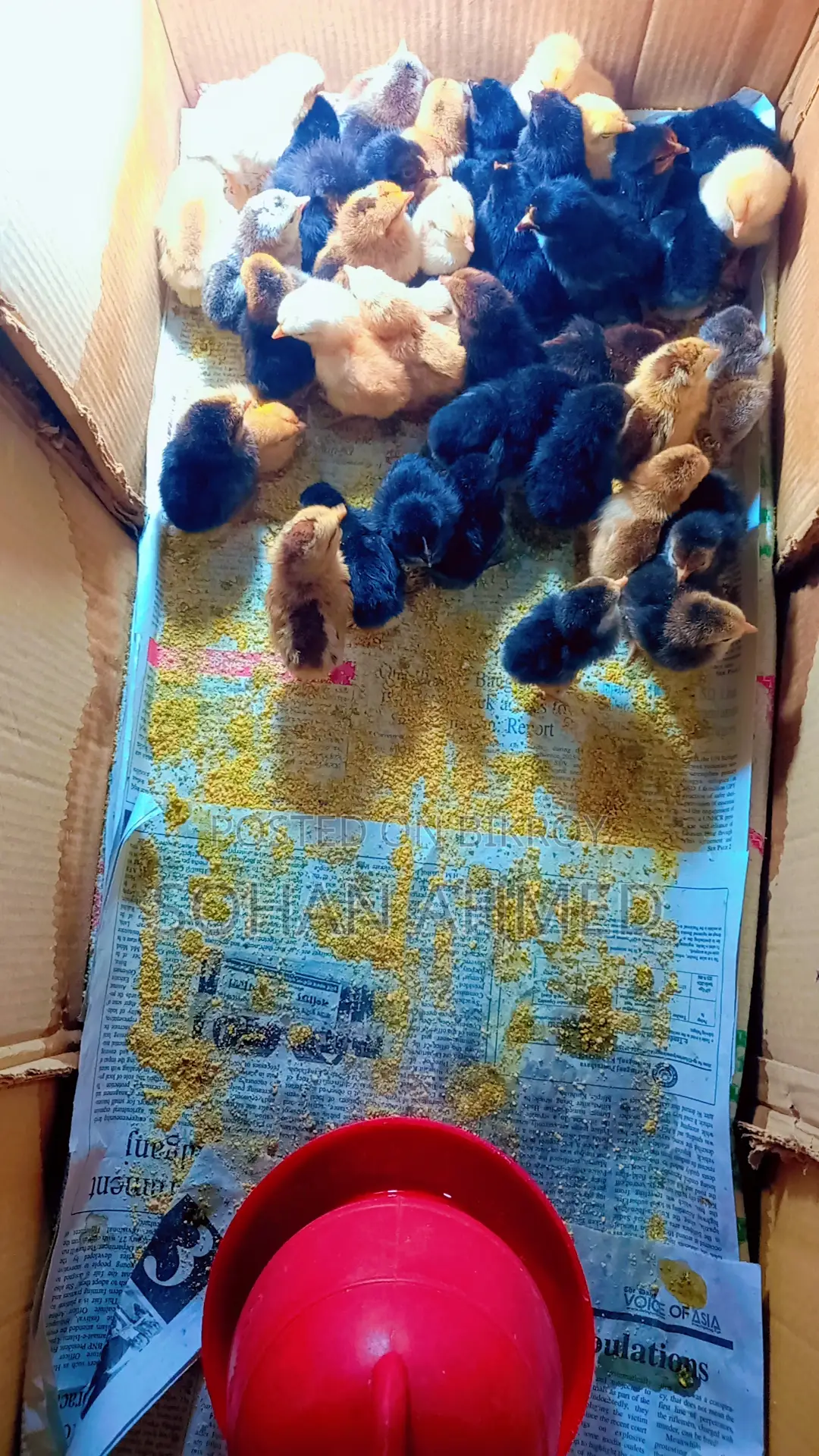 Deshi Chicken Chicks