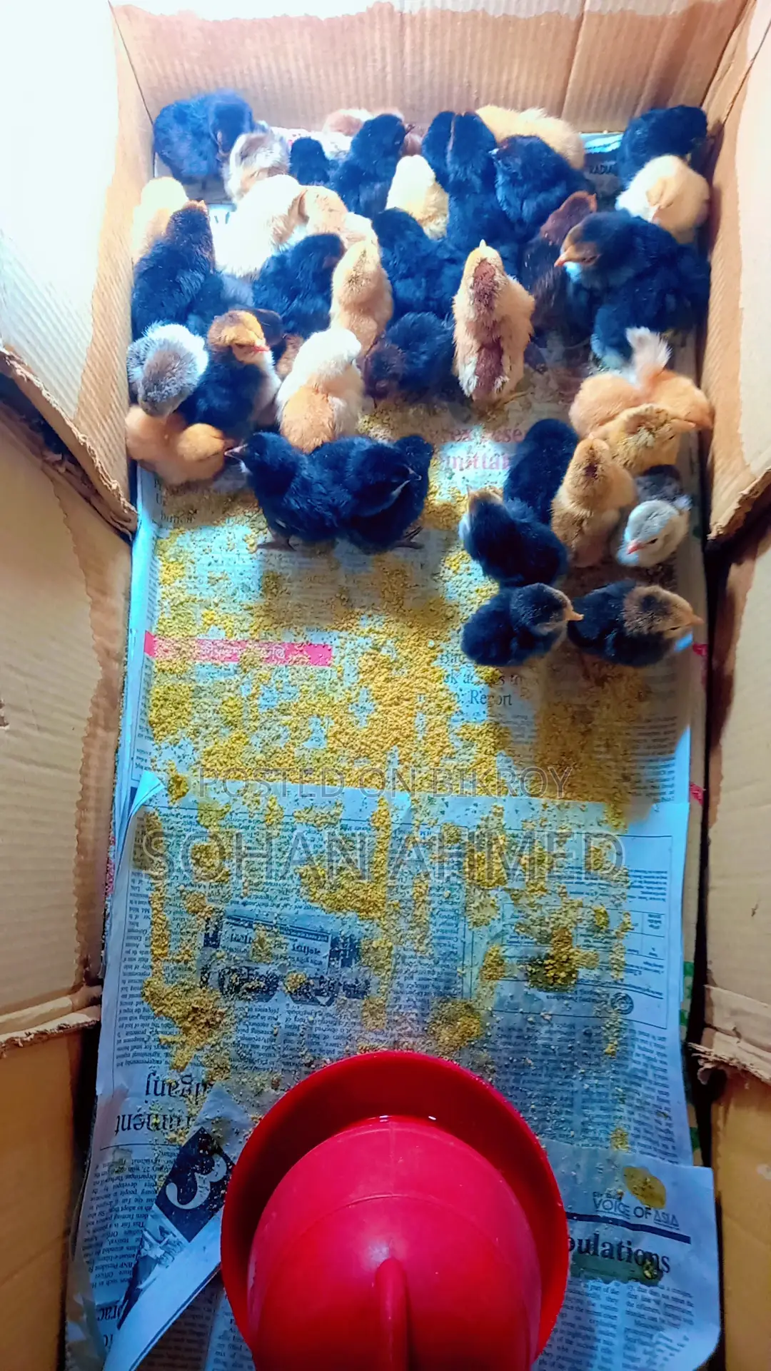 Deshi Chicken Chicks