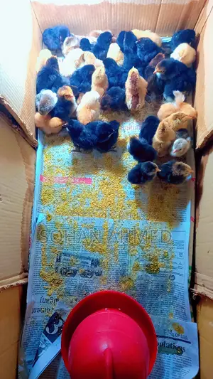 Deshi Chicken Chicks